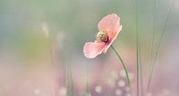 Mutedil bir sevdaya talip değil yürekler